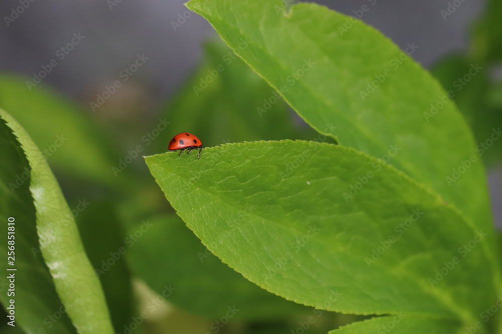 Ladybug crawling along looking for insects Ladybug crawling along looking for insects