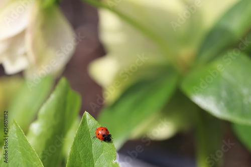 Ladybug crawling along a green leafy plant 