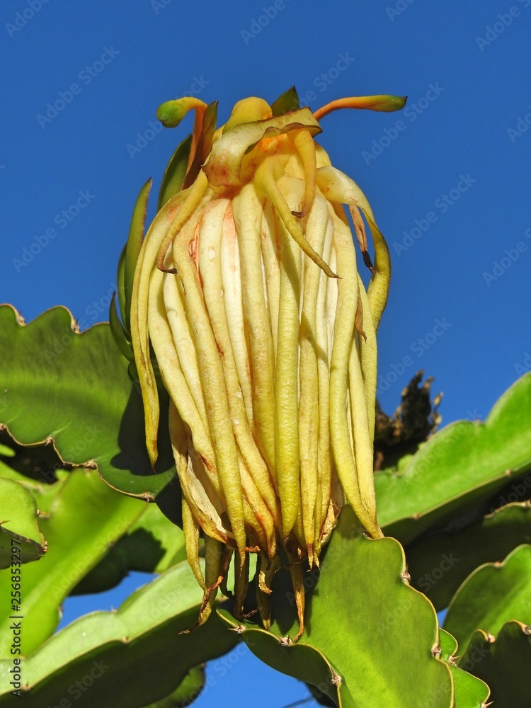 Closeup of a wilting cactus flower queen of the night (Epiphyllum