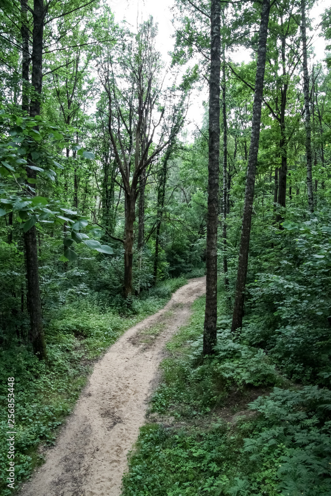 Fototapeta premium path in the forest