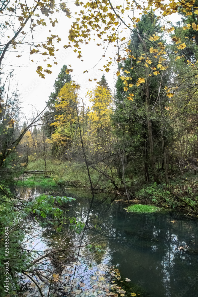 quiet autumn forest quiet autumn forest