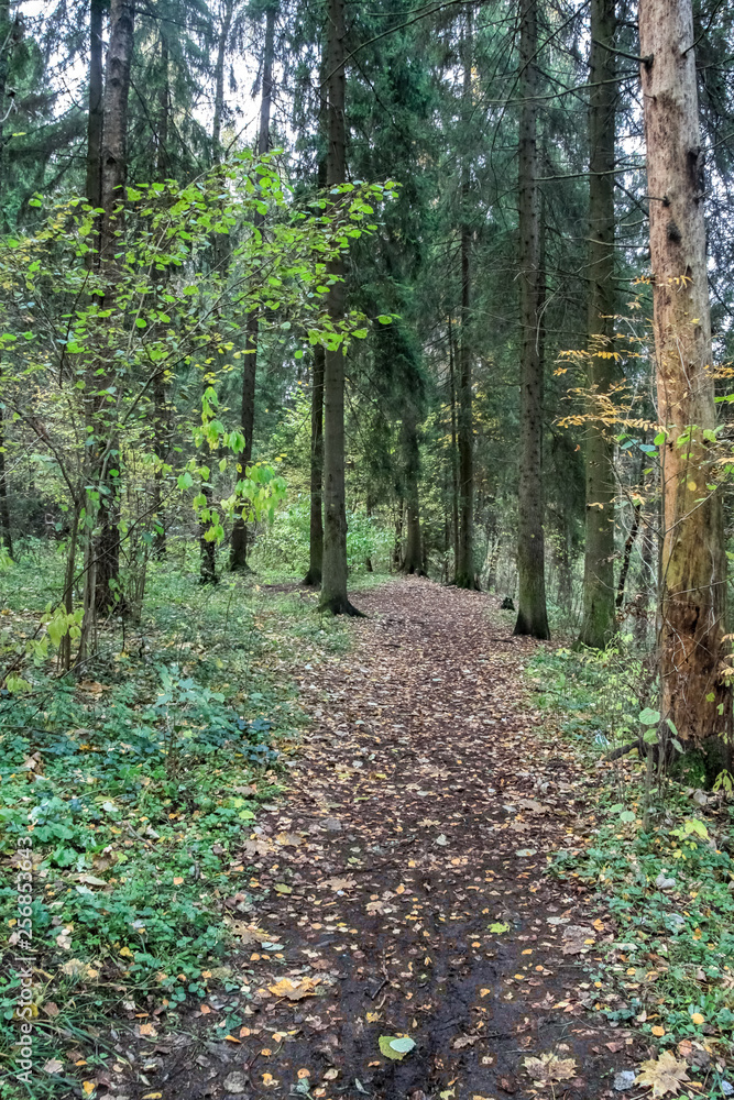 Obraz premium quiet autumn forest