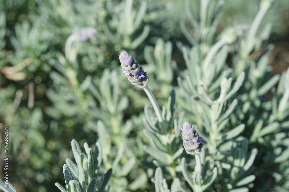 Fragrant purple lavender flowers growing in the garden Fragrant purple lavender flowers growing in the garden