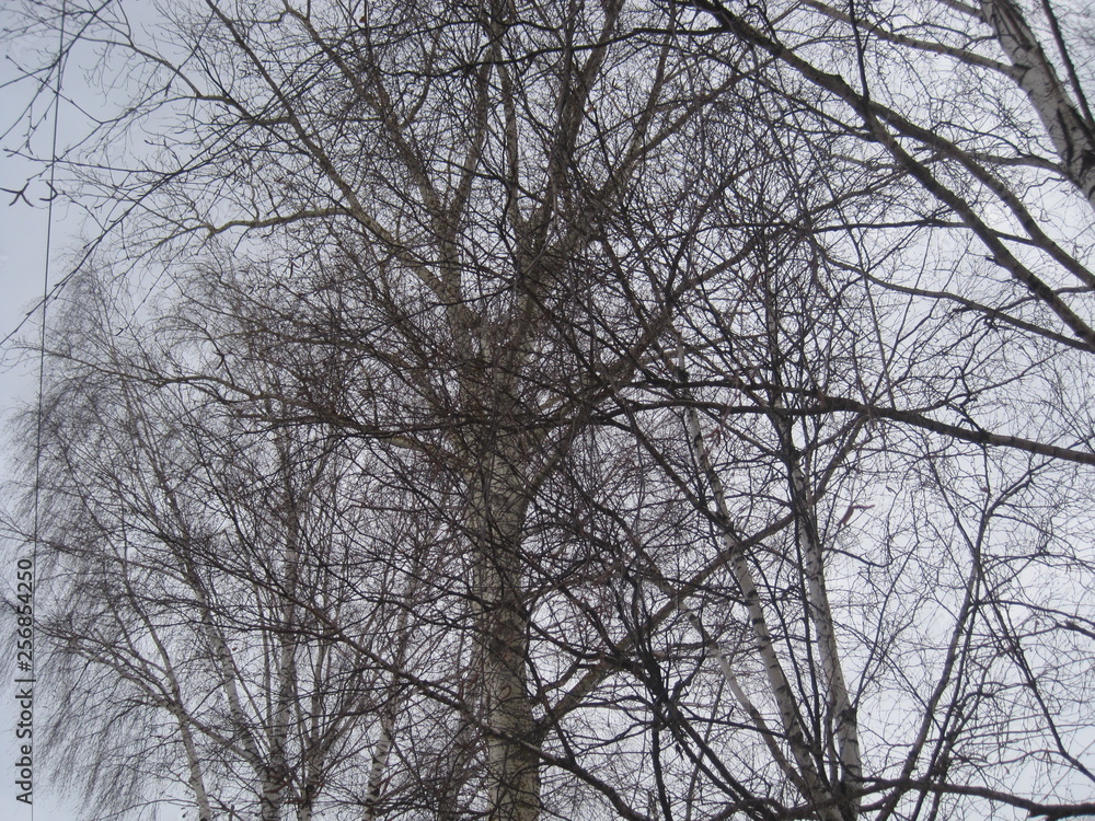 silhouette of tree with blue sky in background silhouette of tree with blue sky in background