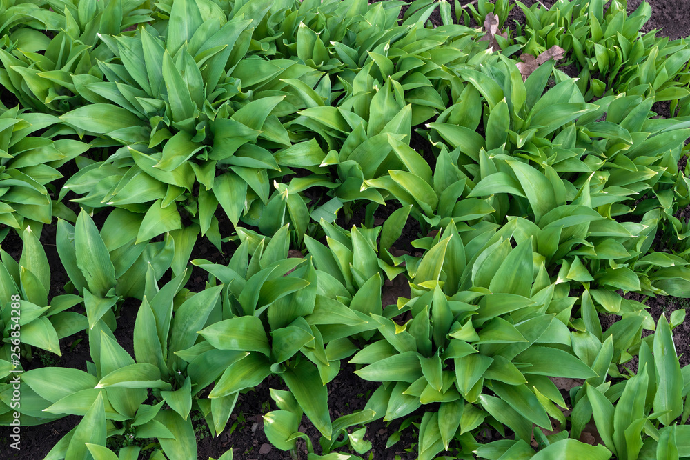 Wild garlic. Wild garlic.