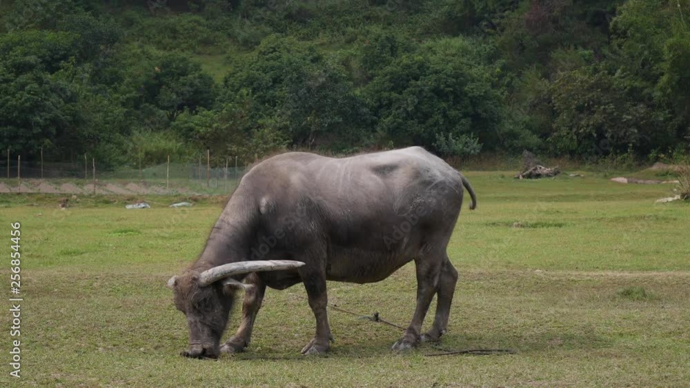 Very old water buffalo tethered with rope walks on meadow. 4k Very old water buffalo tethered with rope walks on meadow. 4k