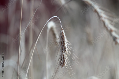 grass, nature, plant, wheat, field, winter, agriculture, grain, summer