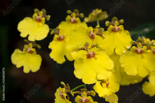 Gelbe Orchidee, Oncidium