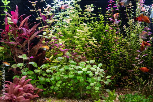 Freshwater aquarium decorated with beautiful plants and sand.