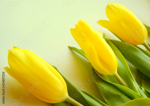 Bouquet of yellow tulips on a bright green  mint  background. Floral composition. Flat. Blank  banner  place for your text.