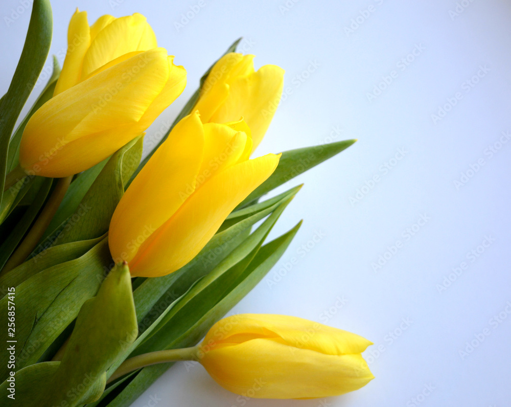 bouquet of yellow tulips on white background