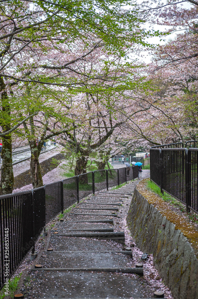 Beautiful spring scene as seen while going the Keage Incline located in Higashiyama district in Kyoto City, which is famous and popular for beautiful cherry blossoms along railroad tracks.