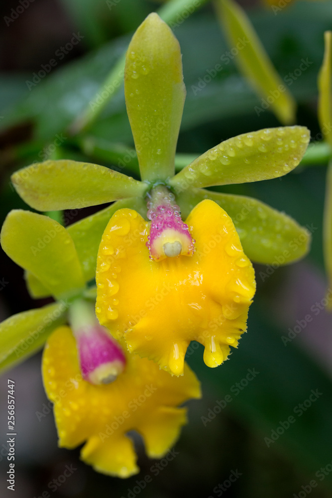 Gelb grüne orchidee, Epicattleya Gelb grüne orchidee, Epicattleya