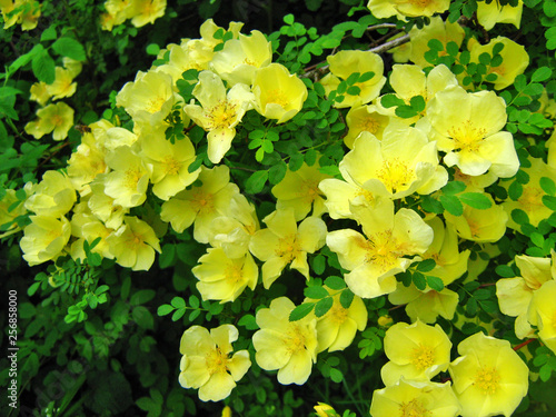 Yellow Manchu Rose, Rosa xanthina Canary Bird shrub blooming photo