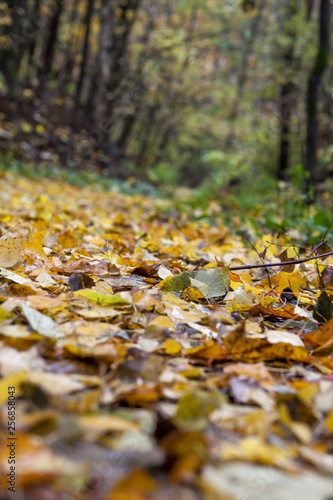 Autumn forest with leaves and sun