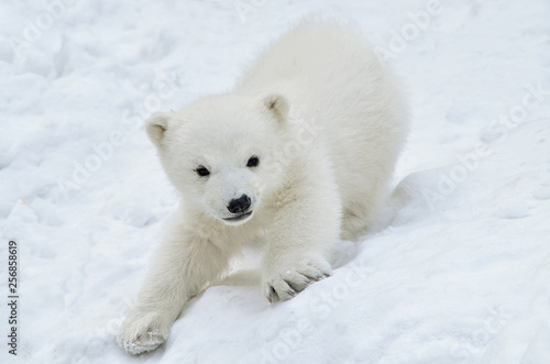 polar bear cub in snow