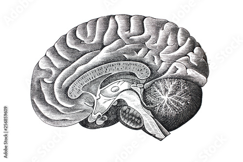 Illustration of brain from the side in a vintage book Hygiene course, S. Vishnevskiy, 1886