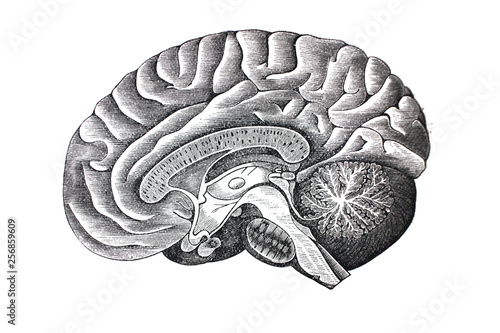 Illustration of brain from the side in a vintage book Hygiene course, S. Vishnevskiy, 1886 photo