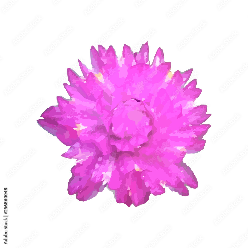 Gomphrena globosa aka globe amaranth on a plain white background. Detailed illustration of a magenta flower. Gomphrena globosa aka globe amaranth on a plain white background. Detailed illustration of a magenta flower.