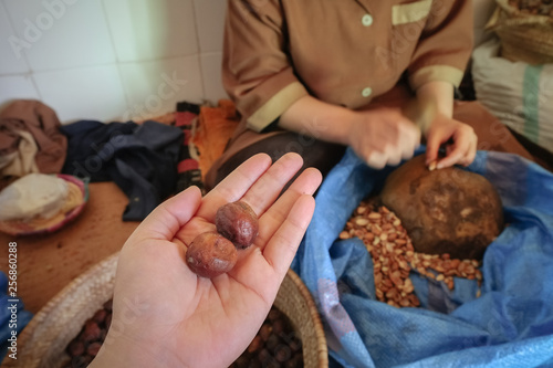 Whole Argan fruit on a hand with blurry local Moroccan woman cracking argan shells in order to get Argan kernels. Essaouira, Morocco.