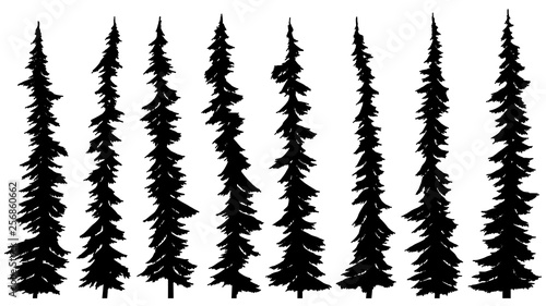 Set of silhouettes of thin tall firs.