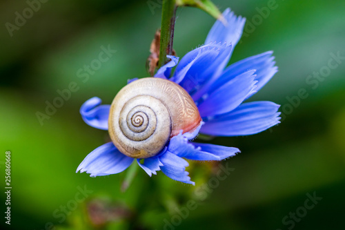 Beautiful blue flower on green garden background