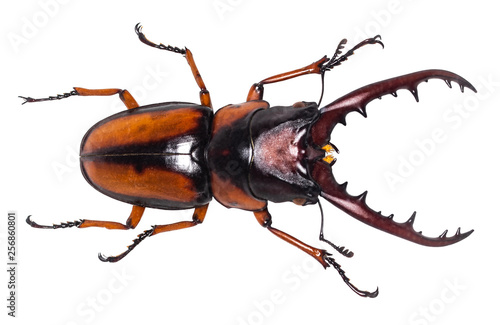 Stampa su tela Lucanus cervus stag beetle isolated on white
