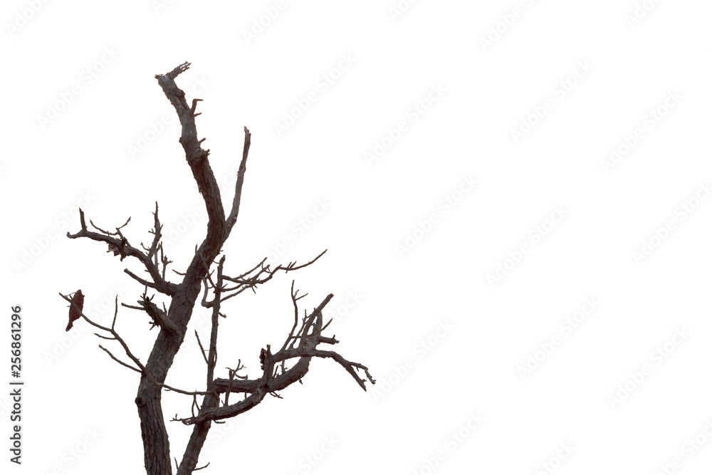Silhouettes of branches on a white background Silhouettes of branches on a white background