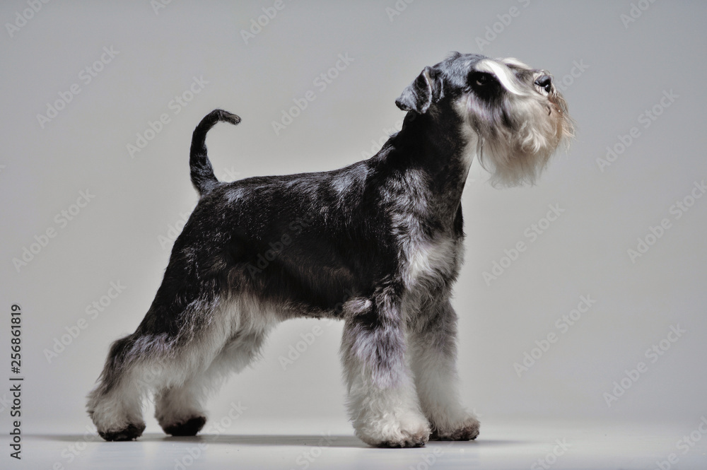 Cute salt and pepper schnauzer dog sat with studio background. Cute salt and pepper schnauzer dog sat with studio background.
