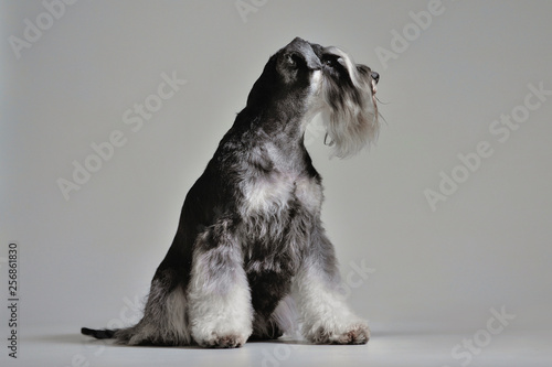 Cute salt and pepper schnauzer dog sat with studio background.