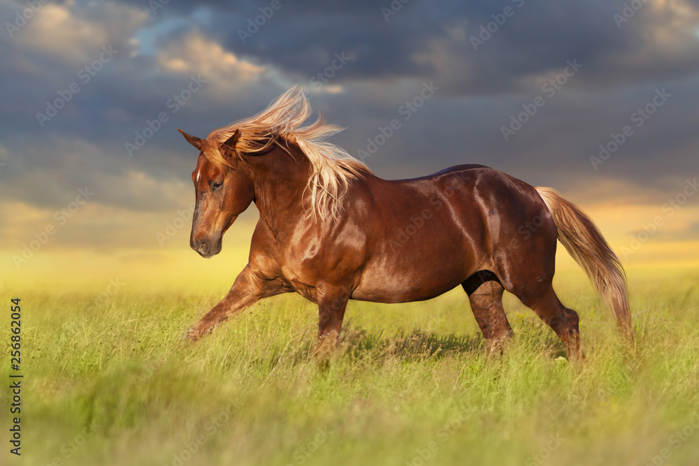 Fototapeta premium Red horse with long blond mane in motion on field