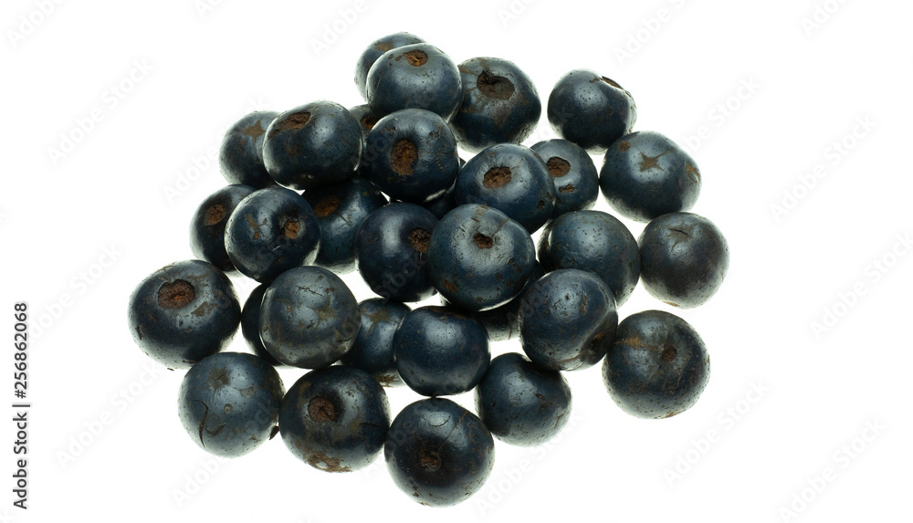Livistona speciosa is fruits ripe are abundant in the wild on white background Livistona speciosa is fruits ripe are abundant in the wild on white background