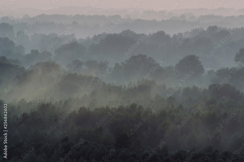 Mystical view from top on forest under haze at early morning. Eerie mist among layers from tree silhouettes in taiga under predawn sky. Morning atmospheric minimalistic landscape of majestic nature. Mystical view from top on forest under haze at early morning. Eerie mist among layers from tree silhouettes in taiga under predawn sky. Morning atmospheric minimalistic landscape of majestic nature.
