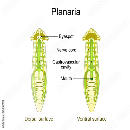planarian Anatomy. Dorsal and Ventral surface, Gastrovascular cavity and Nerve cord.