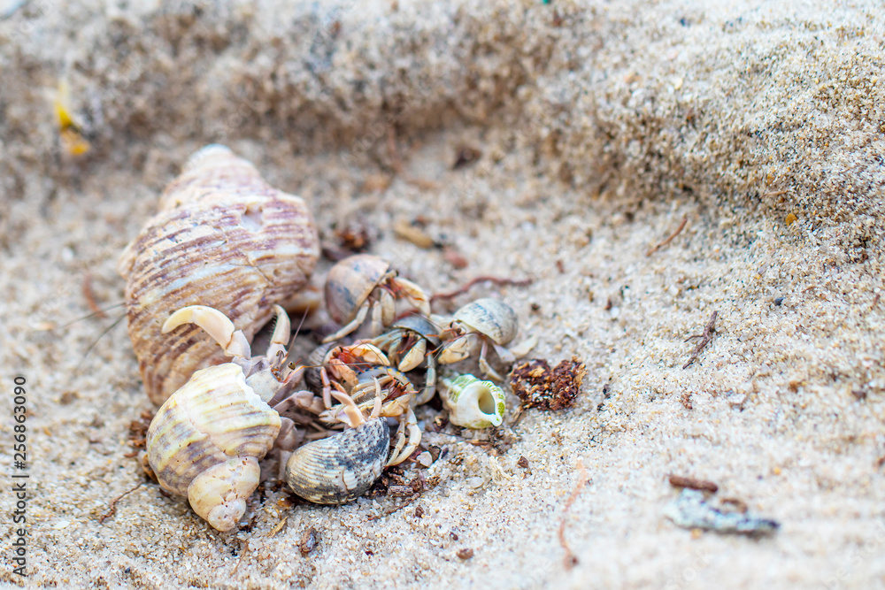 The group of colorful hermit crabs with shell on the sandy beach in the sunny day. 