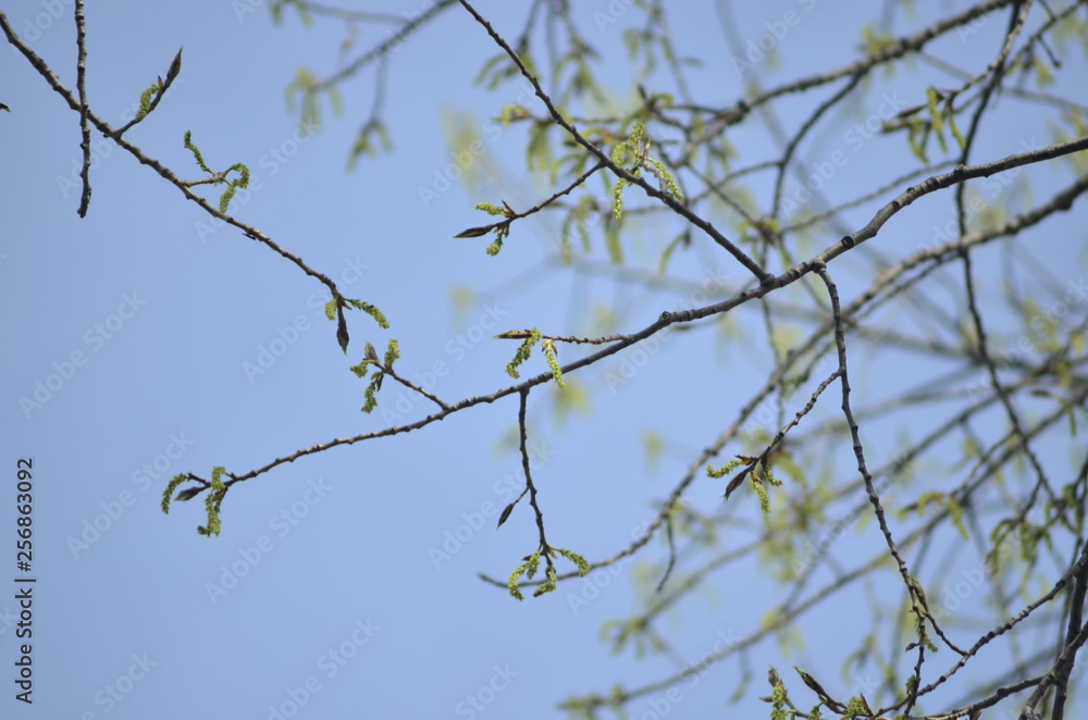 Wildlife, flowers, animals, birds, insects, sky, sunset, swans, grass, river, water Wildlife, flowers, animals, birds, insects, sky, sunset, swans, grass, river, water