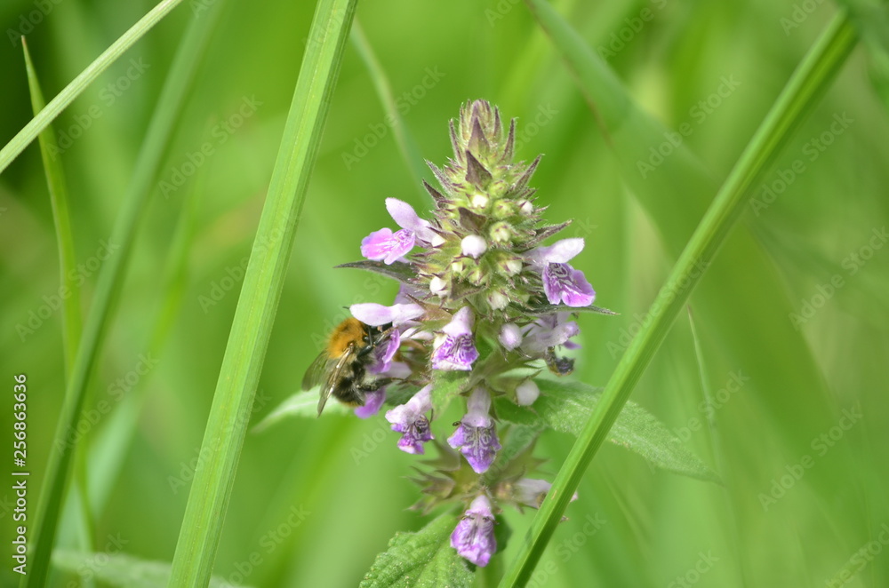  Wildlife, flowers, animals, birds, insects, sky, sunset, swans, grass, river, water