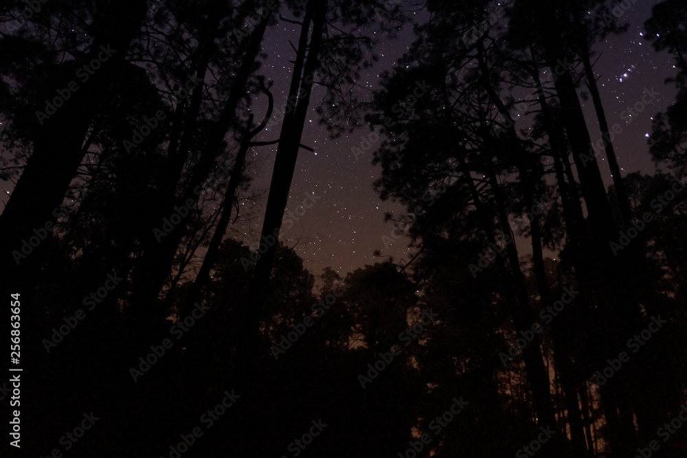 Cielo estrellado en el bosque Cielo estrellado en el bosque