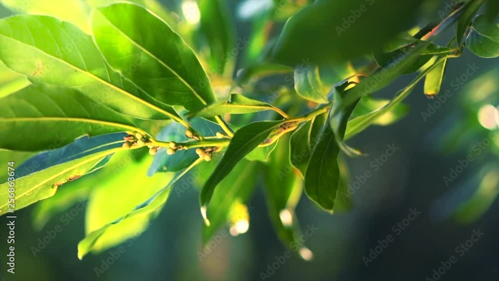 Laurel plant growing in a garden. Closeup of fresh organic laurel leaves, macro shot. Herbs and spices, condiments, seasoning. Aromatic spice for cooking. 4K UHD video, slow motion Laurel plant growing in a garden. Closeup of fresh organic laurel leaves, macro shot. Herbs and spices, condiments, seasoning. Aromatic spice for cooking. 4K UHD video, slow motion