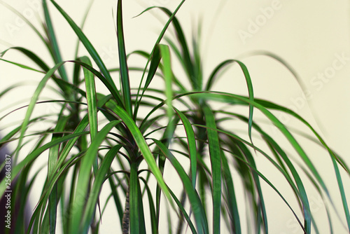 Dracaena edged (Latin Dracaena marginata) in a classic interior. This plant is also called 