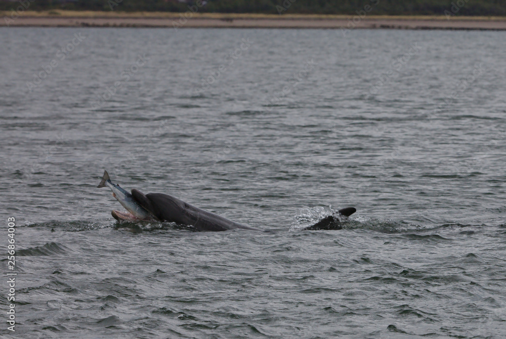 Fototapeta premium Dolphin swallowing salmon