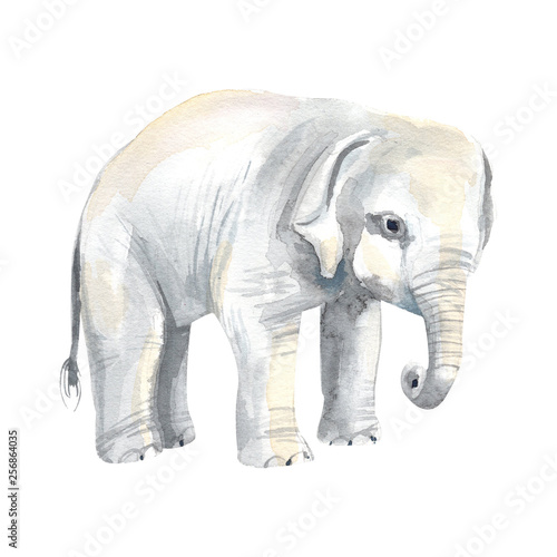 Hand painted elephand    in watercolor on a white background.