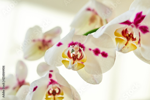 White orchid rings in a large plan.