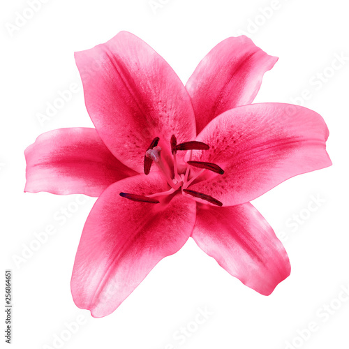 flower red pink lily isolated on white background with clipping path. Close-up. Nature.