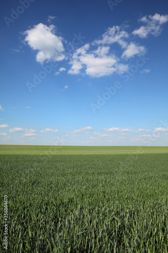 Agricultural scene  wheat field in spring