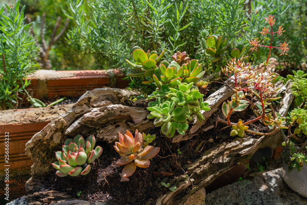 Beautiful succulent plant on the wood log Beautiful succulent plant on the wood log
