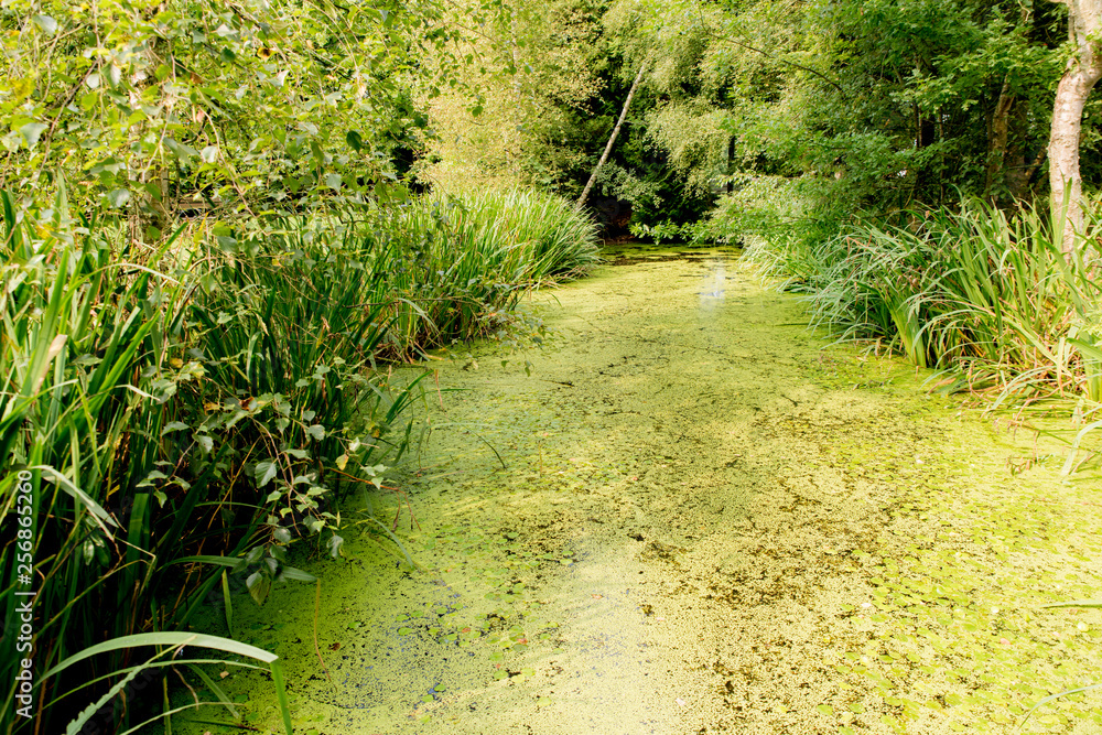 Obraz premium Creek covered with duckweed with reeds and trees