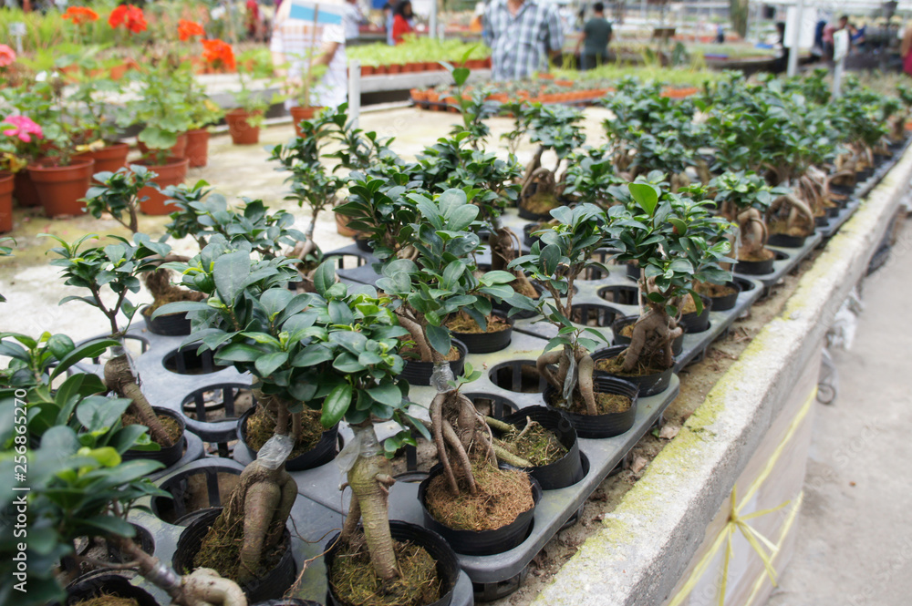Ginseng planted in a small plastic pot in the plant nursery. Commercially planted for herb and traditional medicine purpose. Ginseng planted in a small plastic pot in the plant nursery. Commercially planted for herb and traditional medicine purpose.