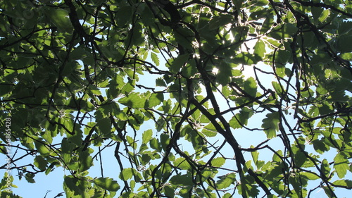 Blue sky through trees, Aarhus, Denmark