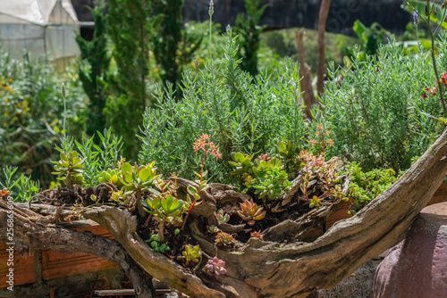Beautiful succulent plants on a wooden log